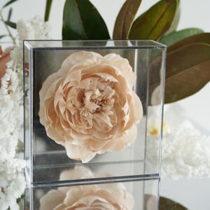Preserved Peony Flower in Mirror Box -