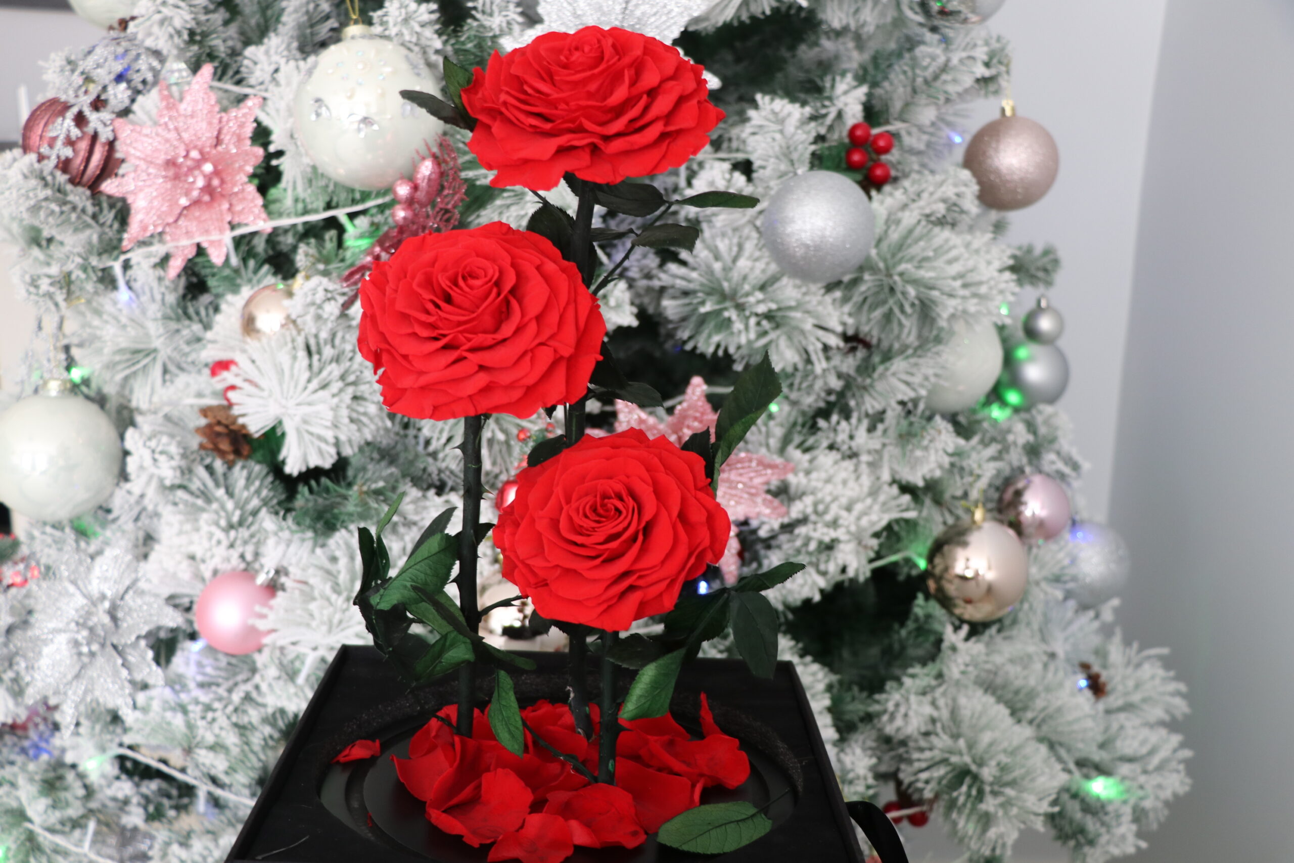 3 Large Everlasting Rose In Glass Dome-40cm (With Gift Box) - Image 5