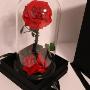 Everlasting Rose In Glass Dome (With Gift Box)