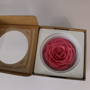 Preserved Rose Head -